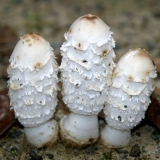 Bijela balega: fotografija i opis, kako kuhati